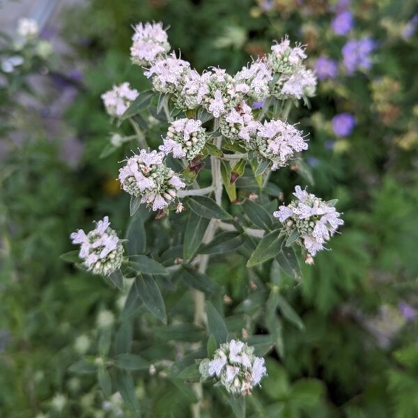 Hairy Mountain Mint (Pycnanthemum pilosum) organic seeds