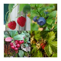 Berry Snack Garden (Organic) - Seed kit gift box