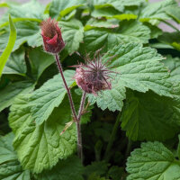 Water Avens (Geum rivale) organic seeds