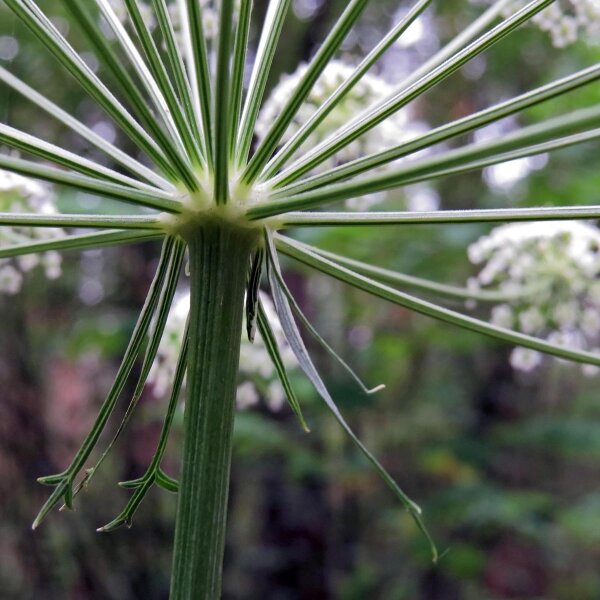 Masterwort (Peucedanum ostruthium) organic seeds