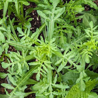 Dyers rocket (Reseda luteola) organic seeds