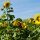 Sunflower Mittelgroßblumige Gelbe (Helianthus annuus) organic seeds