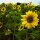 Sunflower Mittelgroßblumige Gelbe (Helianthus annuus) organic seeds