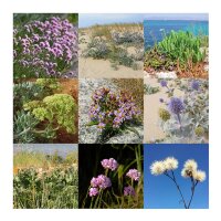 Beach Herbs - Seed kit gift box