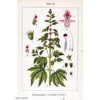 Motherwort (Leonurus cardiaca) organic seeds