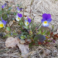Wild pansy, heartsease, love-in-idleness (Viola tricolor)...