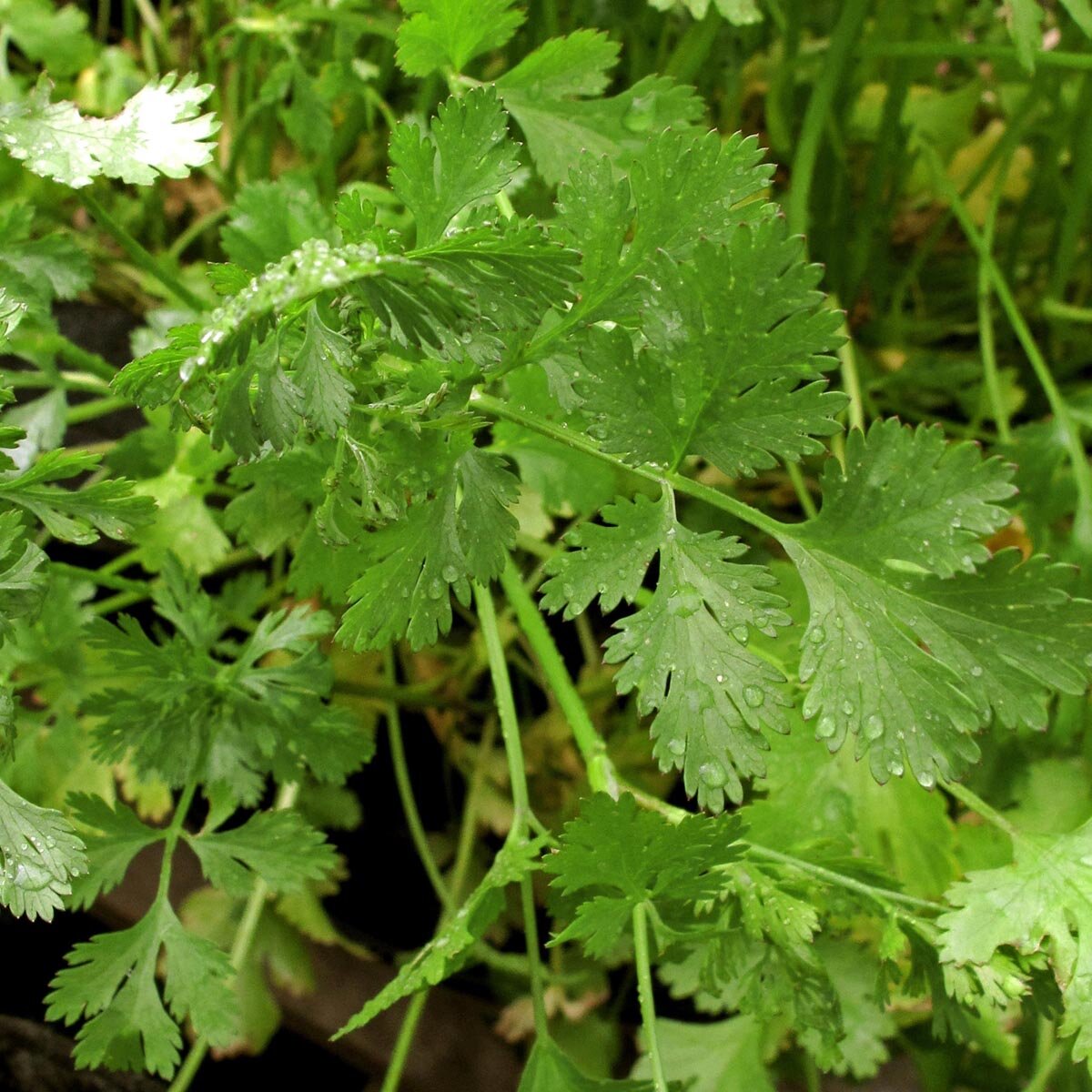 Lemon coriander 'Dwarf Lemon' (Coriandrum sativum) organic seeds