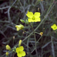 Wild Wall-Rocket (Diplotaxis muralis) organic seeds