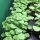 Dwarf Bush Basil (Ocimum basilicum v. minimum) organic seeds