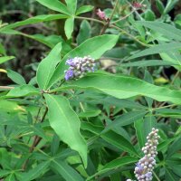 Monks pepper / Chasteberry (Vitex agnus-castus) organic seeds