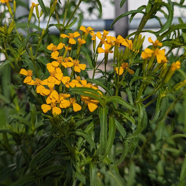 Yauhtli / Mexican Tarragon (Tagetes lucida) organic seeds