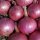 Red Onion Red Baron (Allium cepa) organic seeds