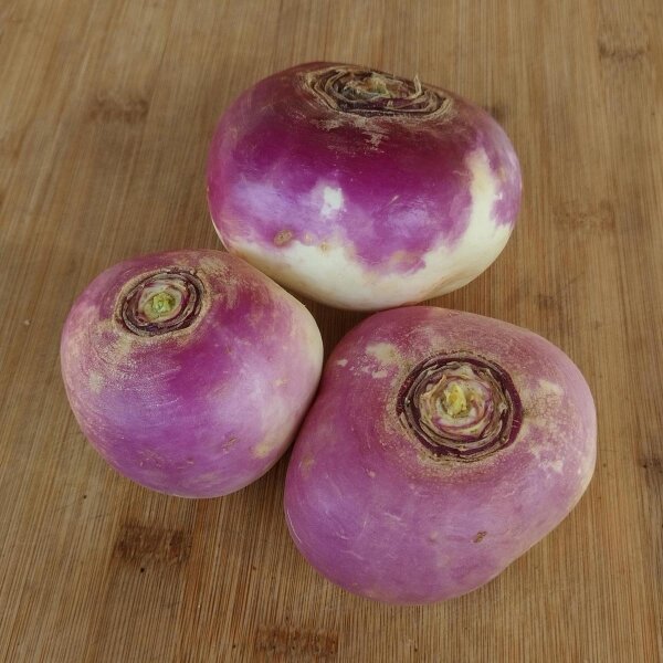 Autumn turnip Milan White Red Top (Brassica rapa ssp. rapa) organic seeds