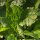 Perpetual Spinach / Erbette (Beta vulgaris ssp.vulgaris) organic seeds