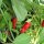 Padrón Peppers / Pimientos de Padrón (Capsicum annuum) organic seeds