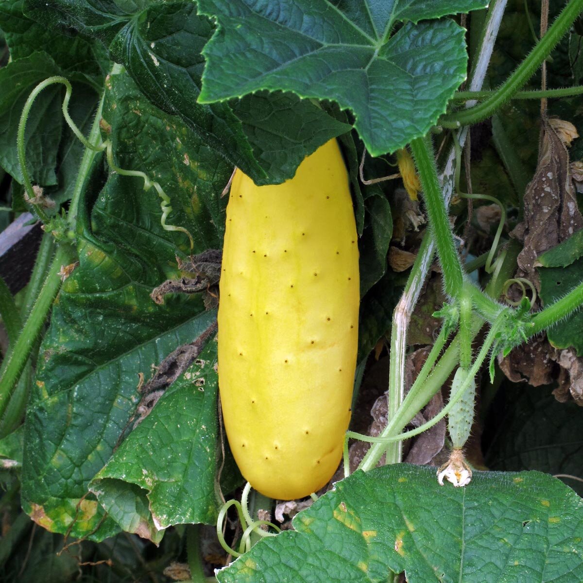 Cucumber 'Gele Tros' (Cucumis sativus) organic seeds