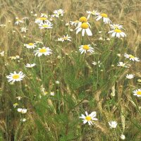 Wildflower Mixture (10g suitable for approx. 5m² area)