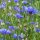 Wildflower Mixture (10g suitable for approx. 5m² area)