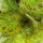 Romaine Lettuce Forellenschluss (Lactuca sativa) organic seeds