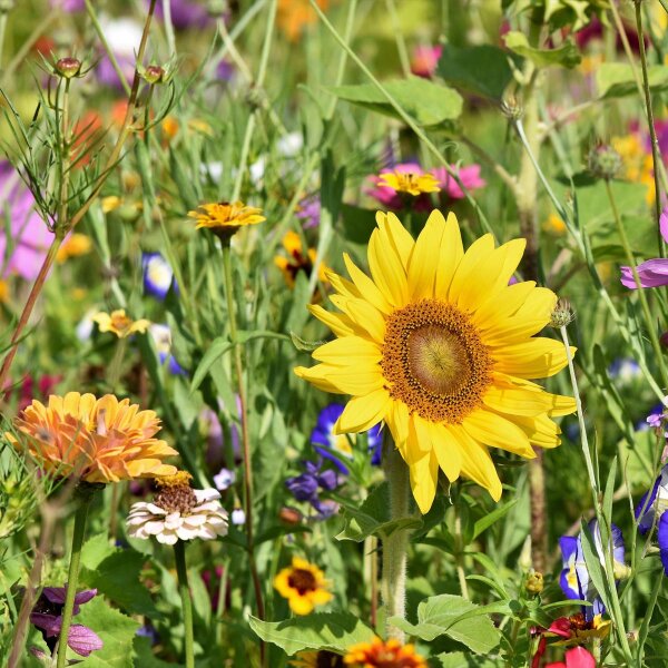 Insect-friendly Flower Mixture (10g suitable for approx. 5 m² area) organic