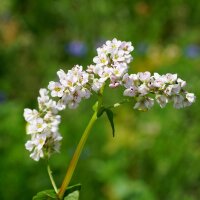 Insect-friendly Flower Mixture (10g suitable for approx. 5 m² area) organic