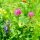 Insect-friendly Flower Mixture (10g suitable for approx. 5 m² area) organic