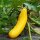 Yellow Zucchini Goldena (Cucurbita pepo) seeds