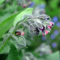 Houndstongue / Gypsy Flower (Cynoglossum officinale) organic seeds