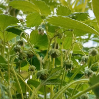 Virginia Strawberry (Fragaria virginiana) seeds