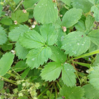 Virginia Strawberry (Fragaria virginiana) seeds