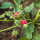 Virginia Strawberry (Fragaria virginiana) seeds