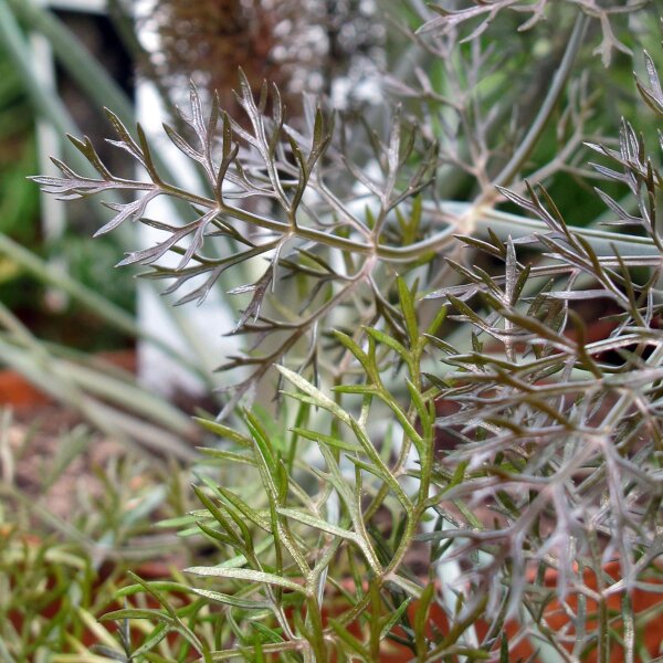 Bronze Fennel  (Foeniculum vulgare) organic seeds