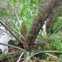 Bronze Fennel  (Foeniculum vulgare) organic seeds