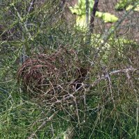 Bronze Fennel  (Foeniculum vulgare) organic seeds