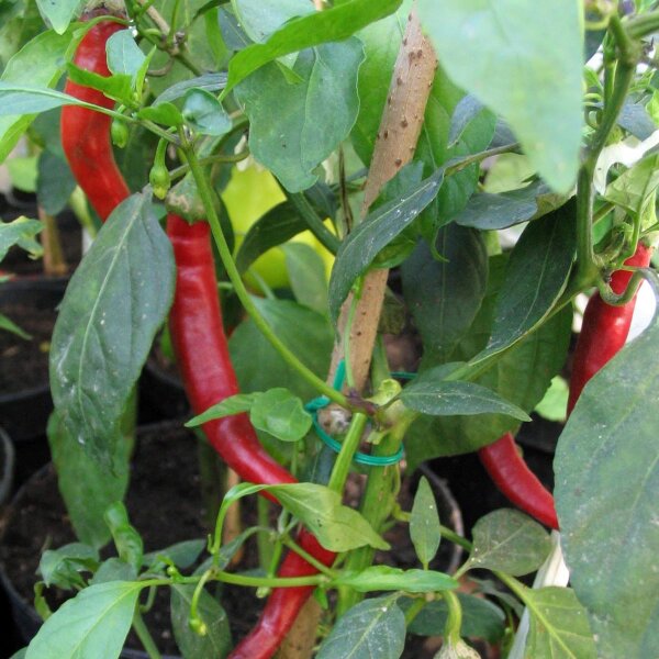 Chilli Pepper Westlandse Lange Rode (Capsicum annuum) organic seeds