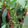 Chilli Pepper Westlandse Lange Rode (Capsicum annuum) organic seeds