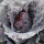 Red Pointed Cabbage Kalibos (Brassica oleracea var. capitata) organic seeds