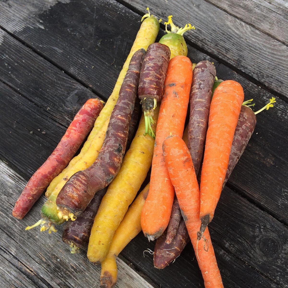 Rainbow Carrot Mix Seven Crazy Colors – Smart Seeds Emporium